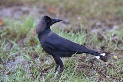 SRI_0488.JPG