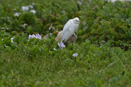 SRI_1162.JPG