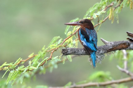 SRI_1831 copie.jpg