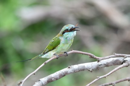 SRI_3595 copie.jpg