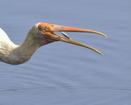 sl4085.jpg