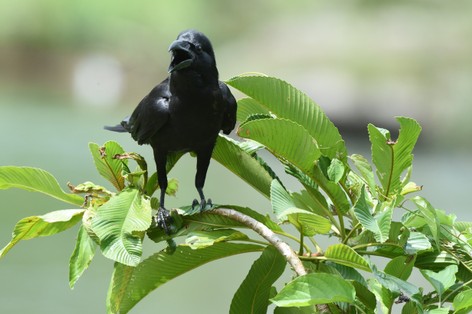 SRI_5856.JPG
