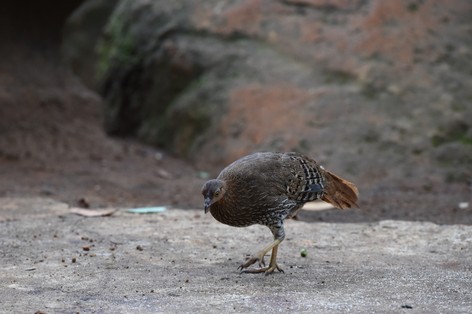 SRI_7130.JPG