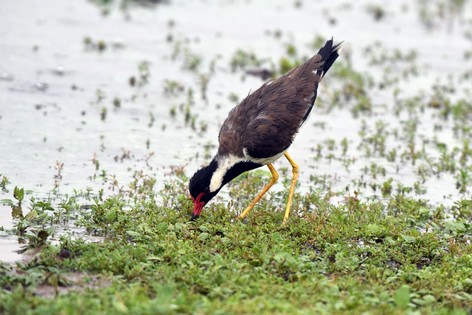 SRI_8781 copie.jpg