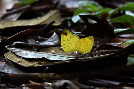 Eurema blanda silhetana – Sylhet Three-spot Grass Yellow (1).jpg