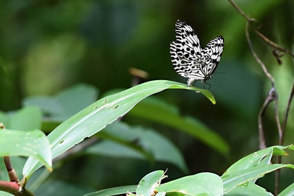 Grand Planeur  - Idea leuconoe (10).jpg