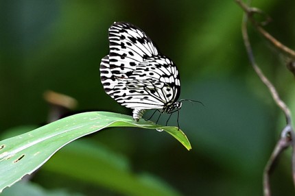 Grand Planeur  - Idea leuconoe (9).jpg