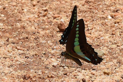 Graphium sarpedon sarpedon – Oriental Common Bluebottle (1).jpg