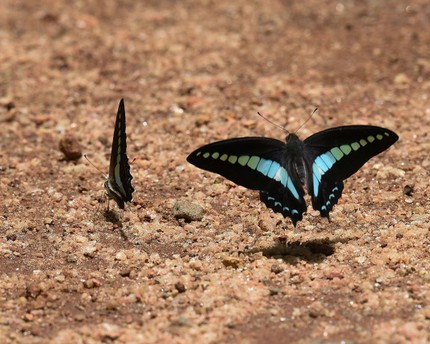 Graphium sarpedon sarpedon – Oriental Common Bluebottle (3).jpg