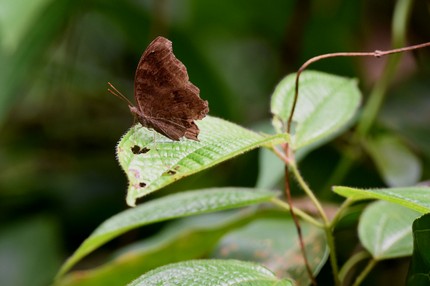 Junonia lemonias (2).jpg