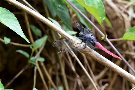 Libellules 1 (2).jpg