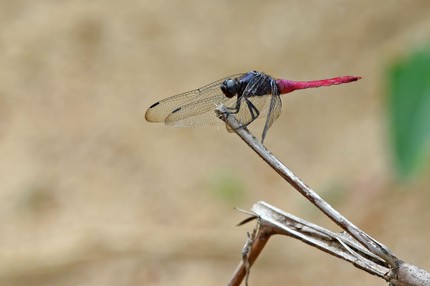 Libellules 1 (5).jpg