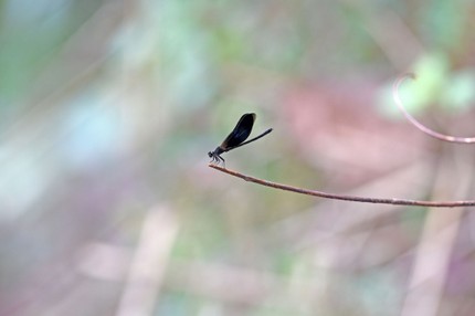 Libellules 2 (1).jpg