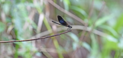 Libellules 2 (12).jpg