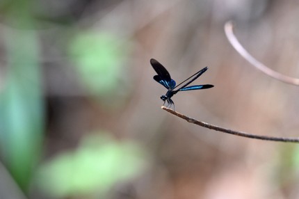 Libellules 2 (9).jpg