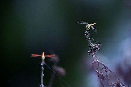 SRI_0474 copie.jpg