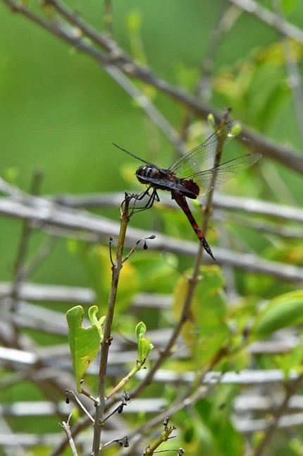 SRI_3110 copie.jpg